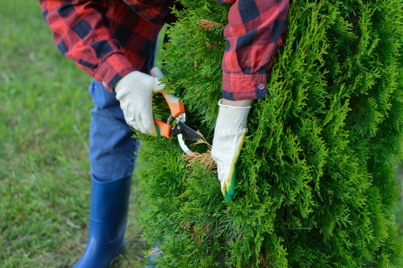 Birch Tree Pruning