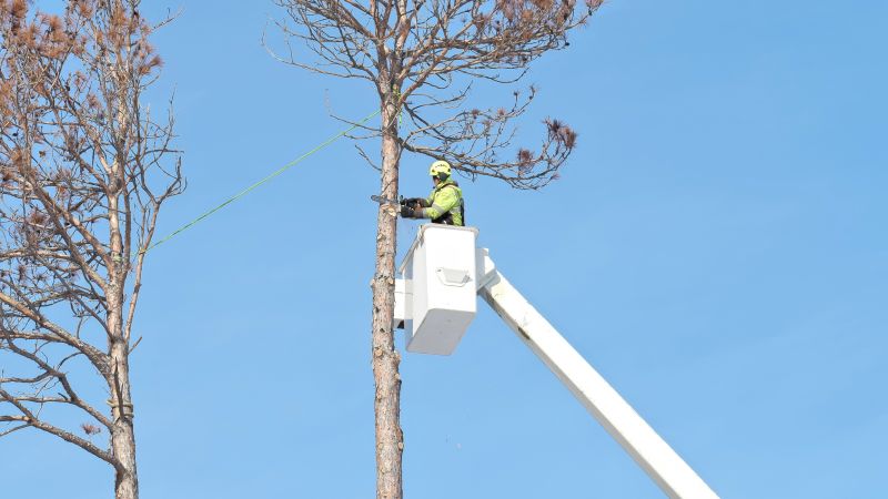 Tree Service