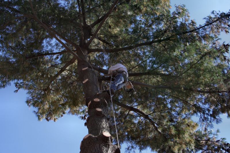 Expert Arborist at Work