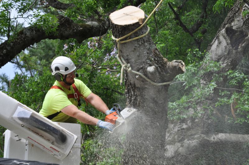 Equipment Used in Tree Trimming