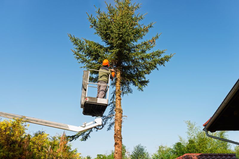 Tree Care in Charlotte