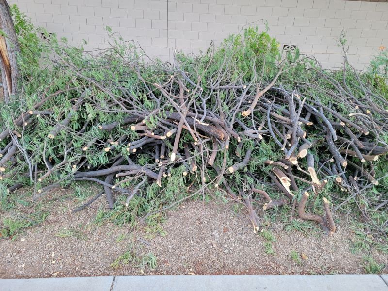 Tree Trimming in Spring