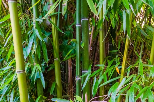 Bamboo Trimming in Charlotte