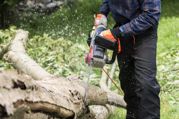 Branch Removal Service in Charlotte