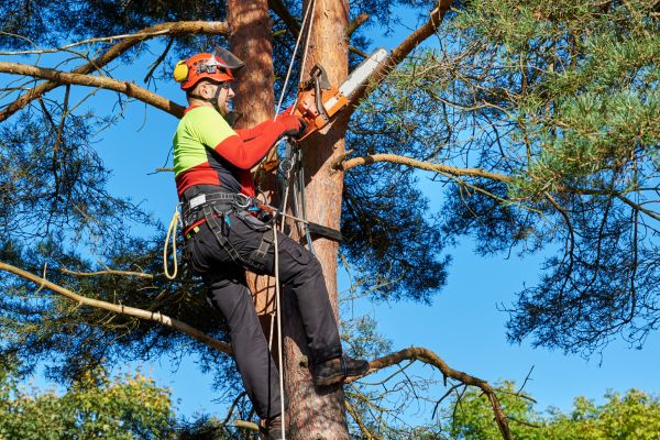 Tree Service in Charlotte