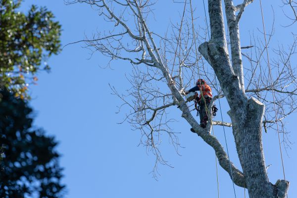 Tree Topping Service in Charlotte