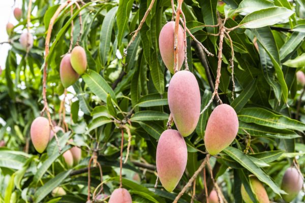 Mango Tree Trimming in Charlotte