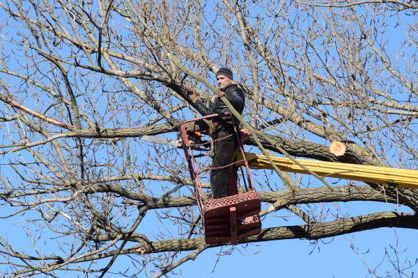 Emergency Tree Trimming in Charlotte