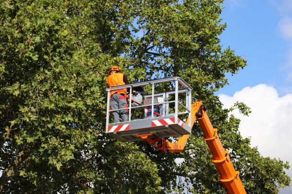 Commercial Tree Service in Charlotte