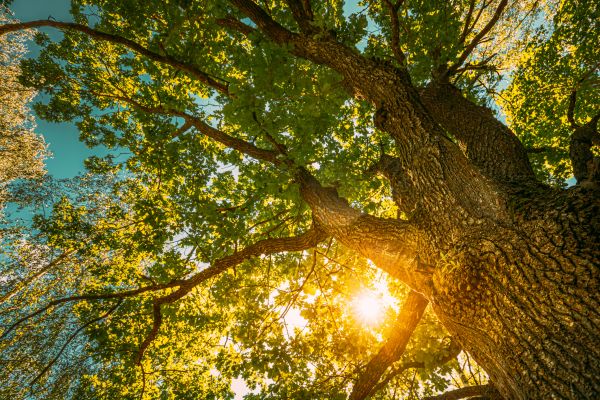 Oak Tree Pruning in Charlotte