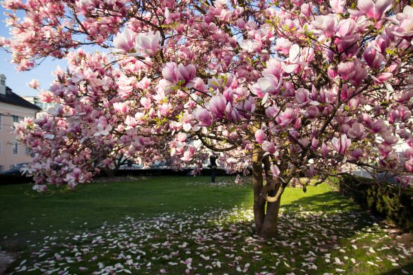 Magnolia Tree Pruning in Charlotte