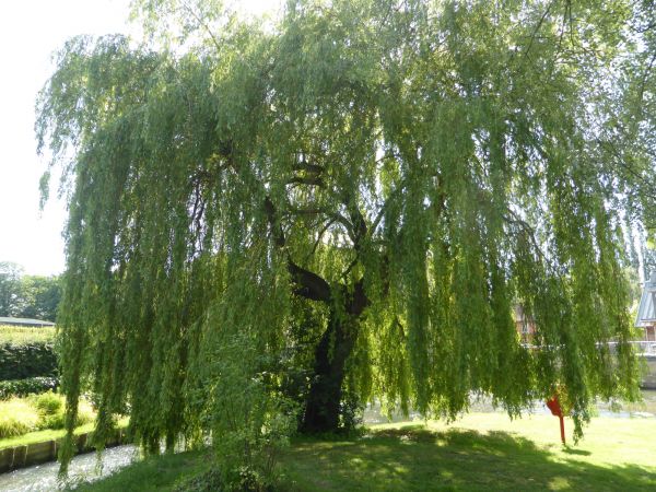 Willow Tree Trimming in Charlotte