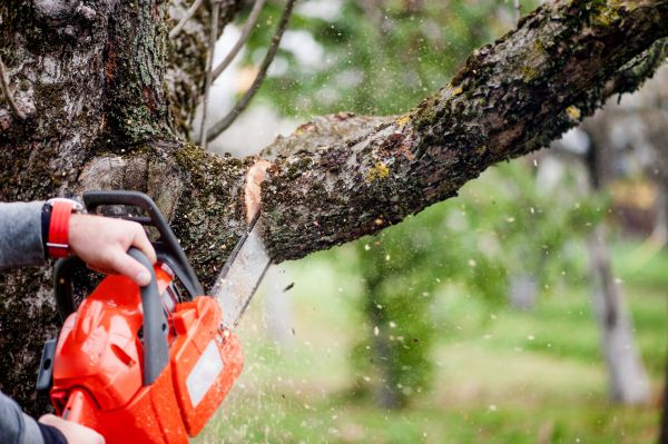 Tree Limbs Removal in Charlotte