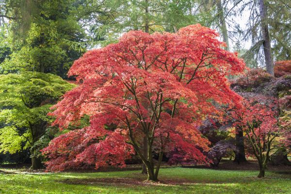 Japanese Maple Pruning in Charlotte