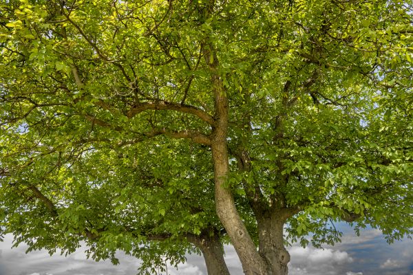 Walnut Tree Trimming in Charlotte