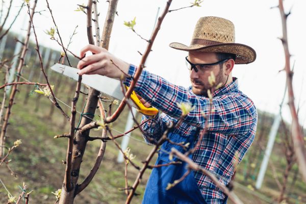 Orchard Tree Pruning in Charlotte