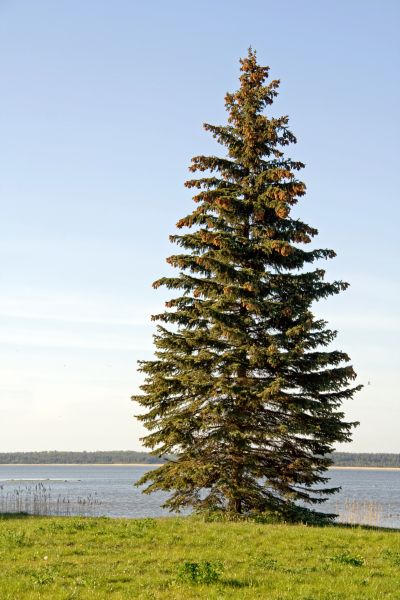 Spruce Tree Pruning in Charlotte