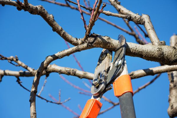 Peach Tree Trimming in Charlotte