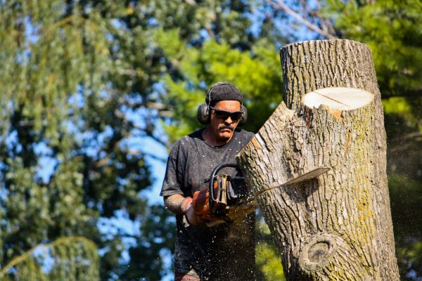 Ash Tree Pruning in Charlotte