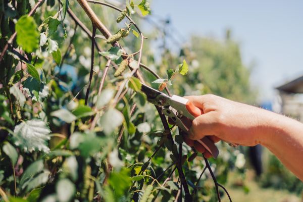 Birch Tree Pruning in Charlotte