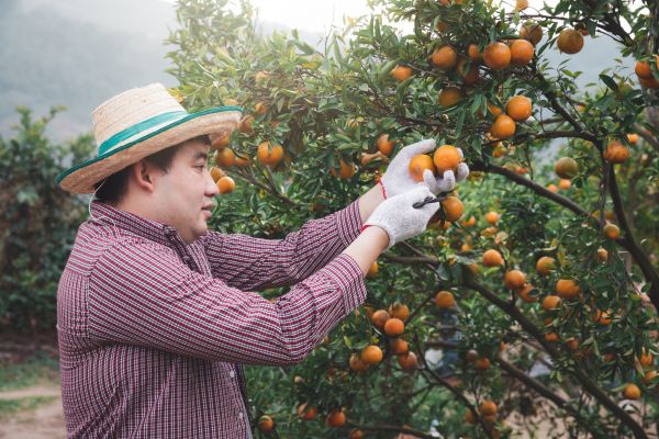 Orange Tree Pruning in Charlotte