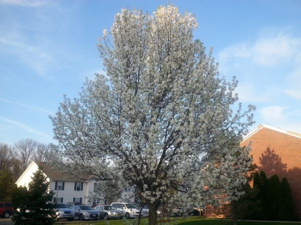 Bradford Pear Tree Pruning in Charlotte
