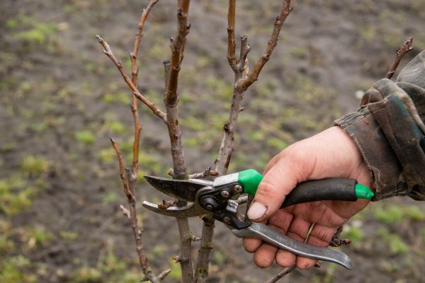 Pear Trees Pruning in Charlotte