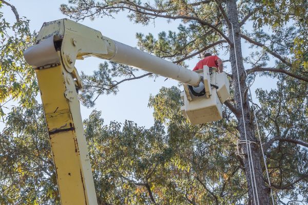 Limbs Trimming in Charlotte