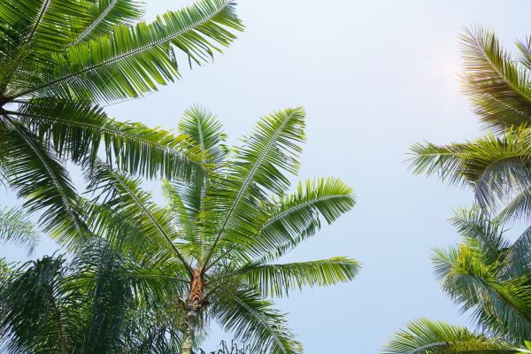 Queen Palm Tree Trimming in Charlotte