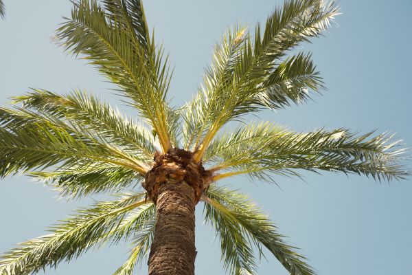 Queen Palm Pruning in Charlotte