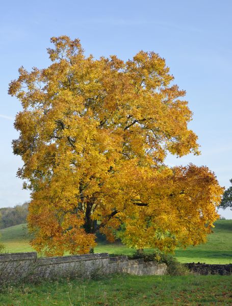 Hickory Tree Trimming in Charlotte