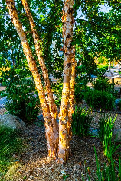 River Birch Trimming in Charlotte