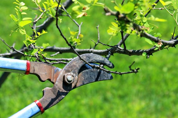 Branches Pruning in Charlotte