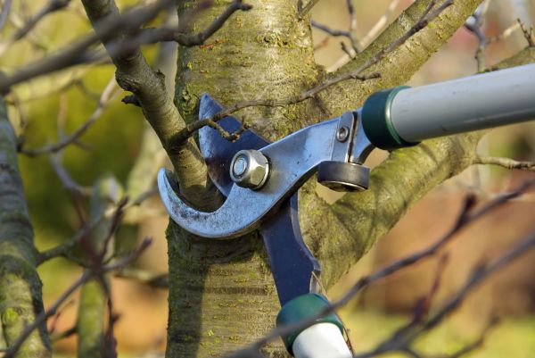 Tree Limb Trimming Service in Charlotte