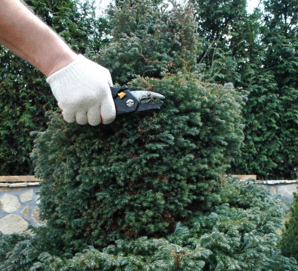 Ornamental Tree Trimming in Charlotte