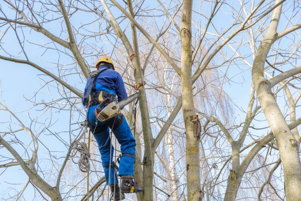 Large Tree Trimming in Charlotte