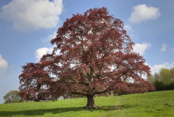 Beech Tree Pruning in Charlotte