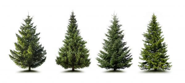 Pine Tree Trimming in Charlotte